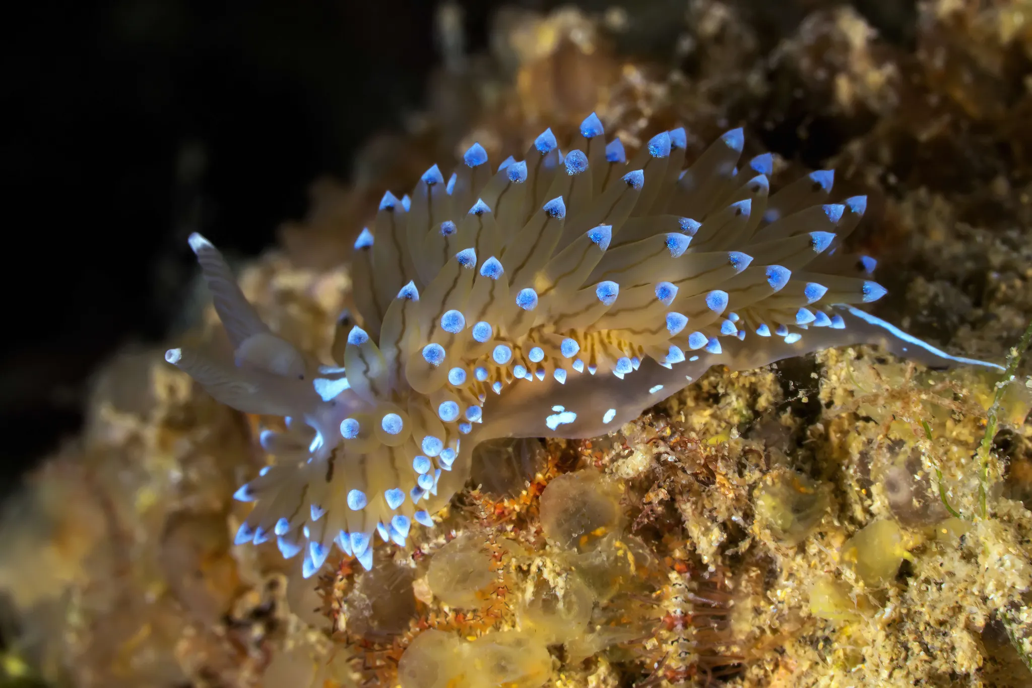 Atlantique Nudibranche